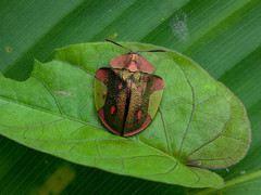 Cyrtonota serinus