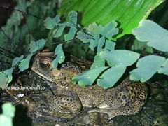 Duttaphrynus melanostictus