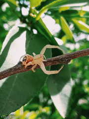 Thomisidae