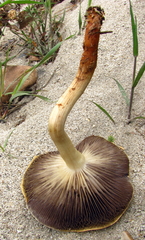 Agaricomycetes
