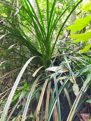 Freycinetia