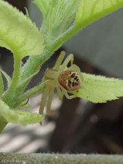Thomisidae