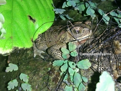 Duttaphrynus melanostictus