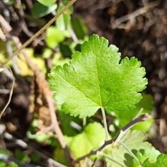 Ribes tortuosum