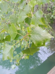 Populus nigra