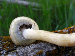 Agaricomycetes