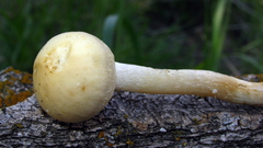 Agaricomycetes