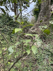 Maesa japonica