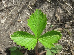 Fragaria vesca americana