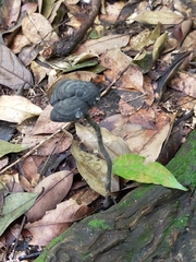 Sanguinoderma rugosum