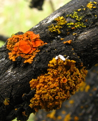 Xanthomendoza montana