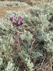 Astragalus leucolobus