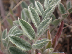 Astragalus leucolobus