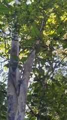 Ochna arborea