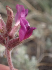Astragalus leucolobus