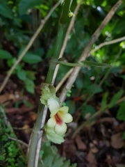 Drymonia macrophylla