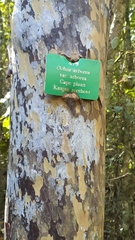 Ochna arborea