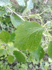 Populus alba