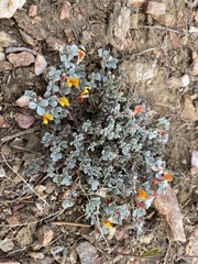 Acmispon argyraeus argyraeus
