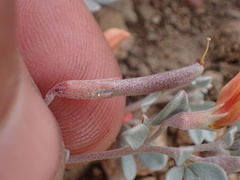 Acmispon argyraeus argyraeus
