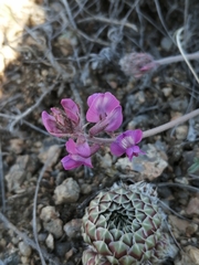 Oxytropis floribunda