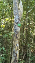 Ochna arborea