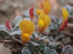 Acmispon argyraeus argyraeus