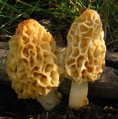Morchella