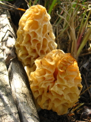 Morchella