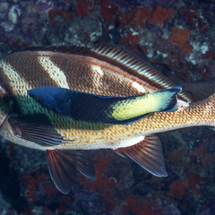 Labroides bicolor