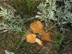 Morchella