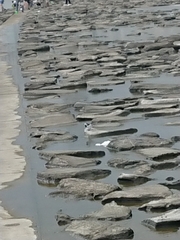 Motacilla alba lugens