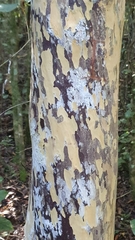 Ochna arborea