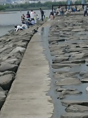 Motacilla alba lugens