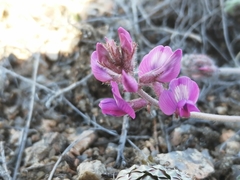 Oxytropis floribunda