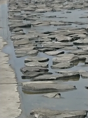 Motacilla alba lugens