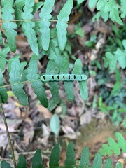 Callopistria japonibia