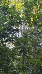 Ochna arborea