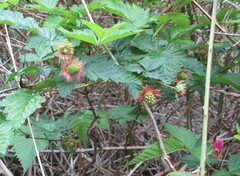 Rubus spectabilis