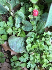 Potentilla hebiichigo
