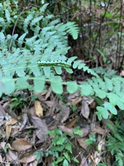 Callopistria japonibia