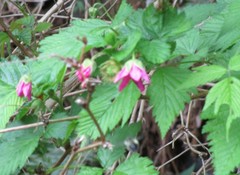 Rubus spectabilis