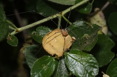 Leuronychus pacificus