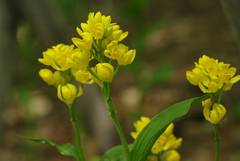 Cephalanthera falcata