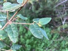 Correa reflexa lobata