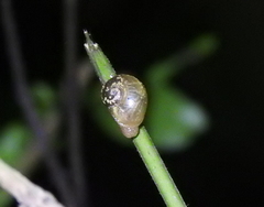 Urocyclidae