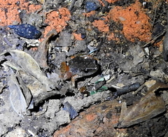 Arthroleptis xenodactyloides