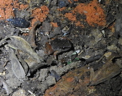 Arthroleptis xenodactyloides