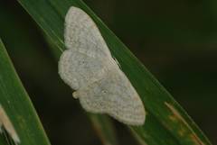 Scopula modicaria