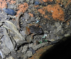 Arthroleptis xenodactyloides